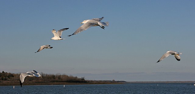 Picture by my friend Sandy Blanchard birds-flying-lake-sblanchard.jpg