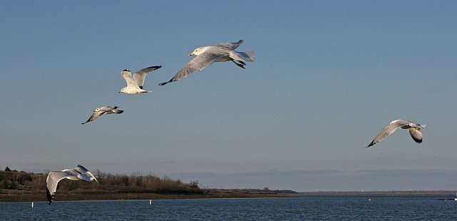 pictures of birds flying