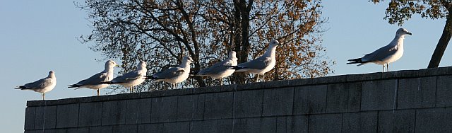 birds-wall-sblanchard.jpg