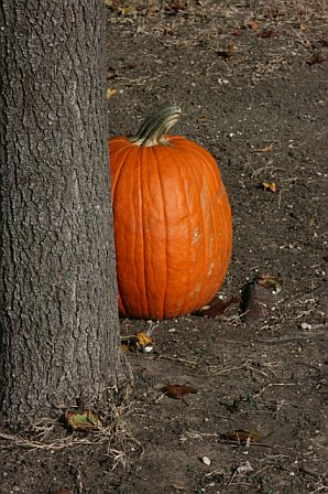 pumpking-tree-sblanchard