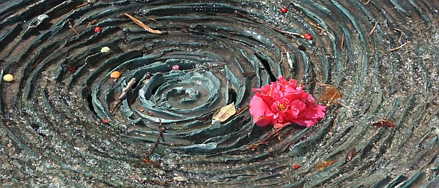 flowerinvortex-sandybphotos