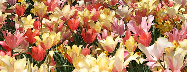 yellowpinkflowers-sandybphotos