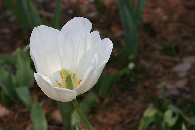 whitetulip-sandybphotos whitetulip-sandybphotos