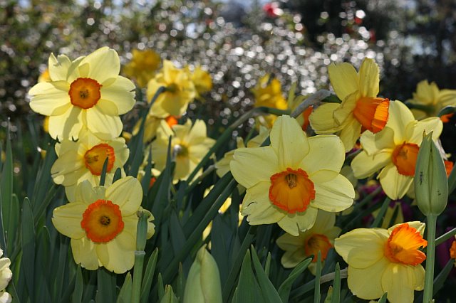 yelloworangeflower-sandybphotos yelloworangeflower-sandybphotos