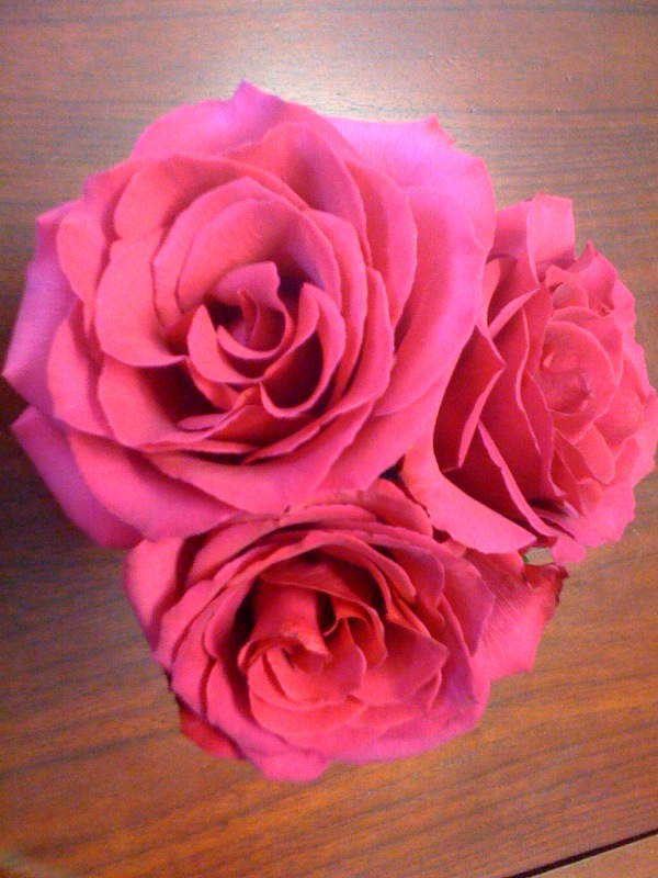dark-pink-roses