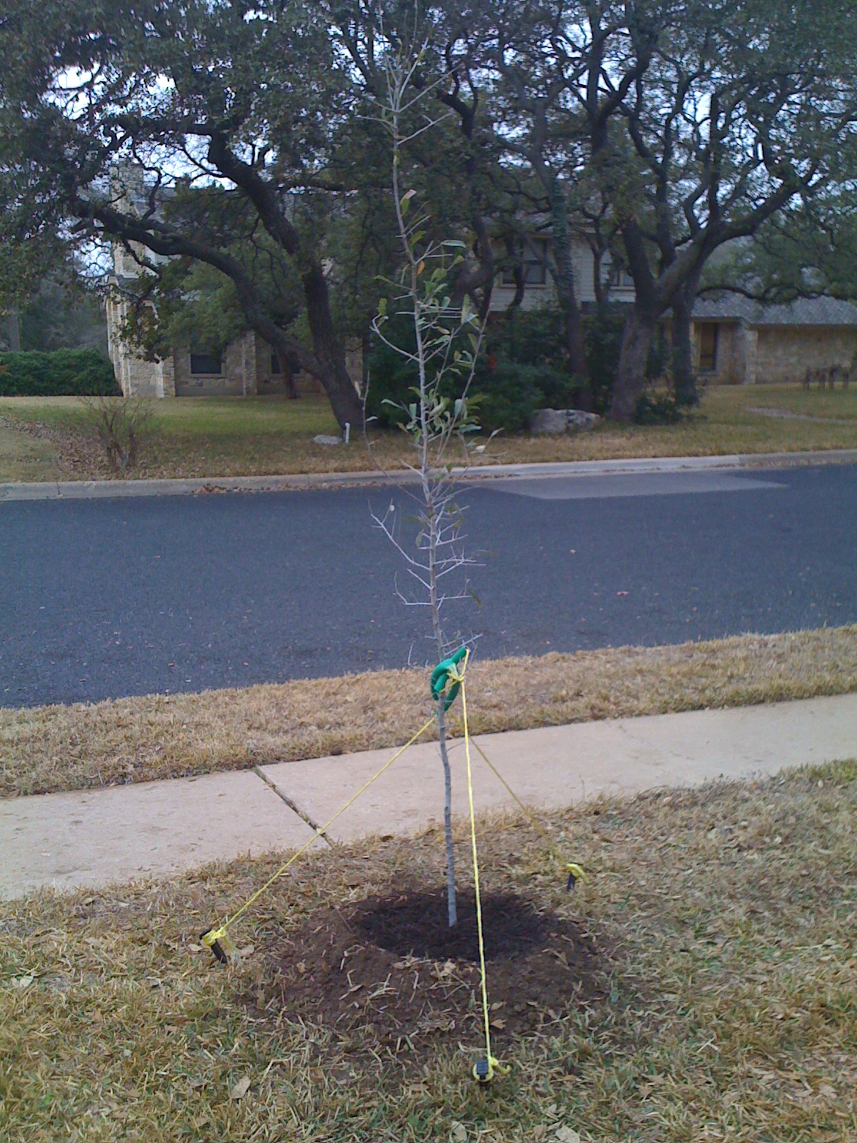 Oak Tree